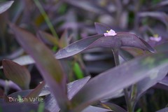 Tradescantia pallida